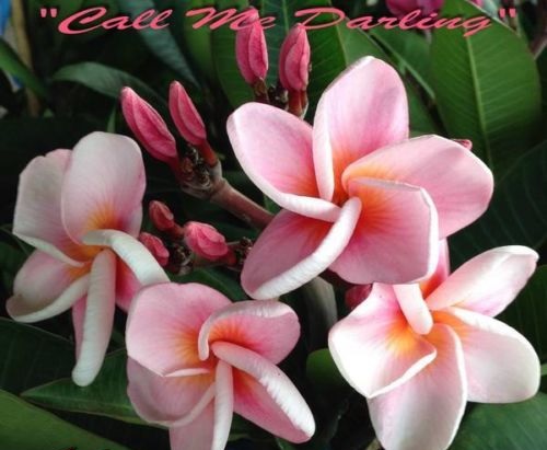 (image for) Plumeria Seeds \'Call Me Darling\' 6 Seeds